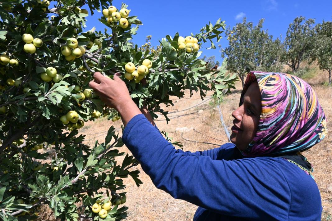 Kilosu 200 liradan satılıyor: Hatay'da hasadı yeni başladı 2